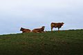 Abaconda ocean cows.jpg