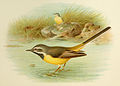 Grey Wagtail Grönvold.jpg