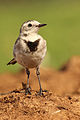 White wagtail 2.jpg