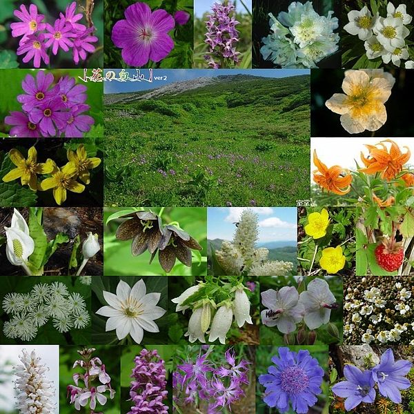 File:Flowers in Hakusan2009 6 25etc.jpg