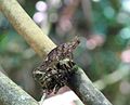 Brookesia Ranomafana 2.jpg