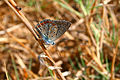 " 12 - 07 ITALY - Parco Delta del Po' - farfalla - butterfly.jpg