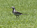 Wagtail (3822797959).jpg
