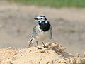 White Wagtail-Mindaugas Urbonas-7.jpg