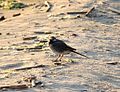 Motacilla alba 01.JPG