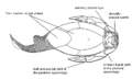 Asterolepis Physiology.gif