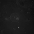 File:A-blueprint-for-robust-crosslinking-of-mobile-species-in-biogels-with-weakly-adhesive-molecular-41467 2017 739 MOESM6 ESM.ogv