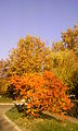 Batajnica in autumn.jpg