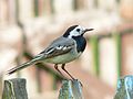 Motacilla alba alba.JPG