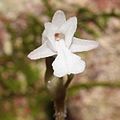 Myrmechis japonica (flower).JPG