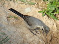 White Wagtail-Mindaugas Urbonas-5.jpg
