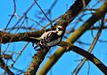 Downy woodpecker (32017498556).jpg