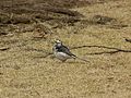 Motacilla alba (7023876099).jpg