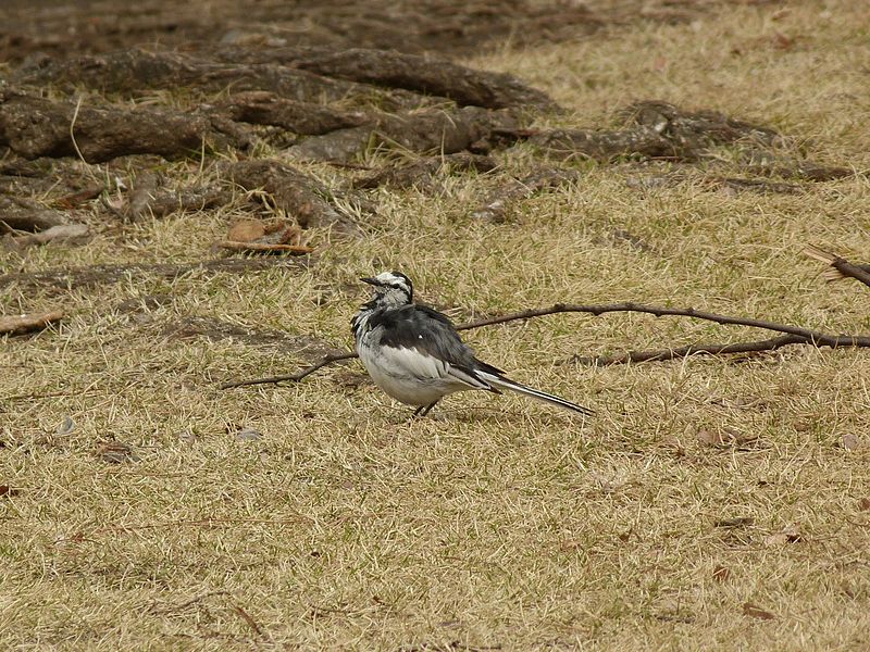 File:Motacilla alba (7023876099).jpg