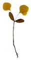 Berberis thunbergii seedling.jpg