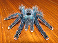 Avicularia-geroldi-juvenile-frontal.jpg
