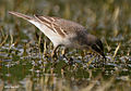 Citrine wagtail I IMG 8304.jpg