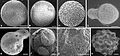 Nuclei fossils.jpg