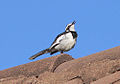 African pied wagtail.jpg