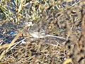 Motacilla alba (24393061508).jpg