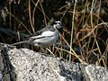 Motacilla alba lugensP1043483ハクセキレイ,白鶺鴒.jpg