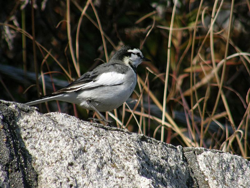File:Motacilla alba lugensP1043483ハクセキレイ,白鶺鴒.jpg