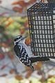Downy Woodpecker (10655243963).jpg