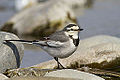 White Wagtail (6870164743).jpg