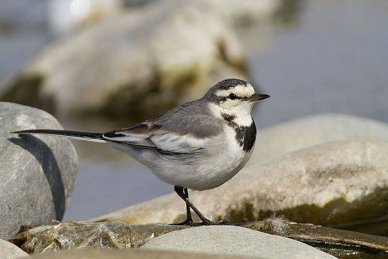 File:White Wagtail (6870164743).jpg