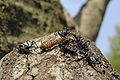 Agriosphodrus dohrni DSCN2631.t.a.jpg