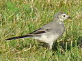 White Wagtail-Mindaugas Urbonas-4.jpg