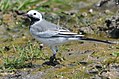 White Wagtail Bhigwan.jpg