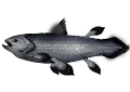201704 Coelacanth.svg