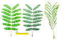 Albiyia leaf.jpg