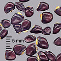 Akebia quinata seeds1.jpg