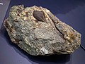 Fruit kernel fossil.jpg