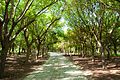 Kaohsiung Metropolitan Park2.jpg