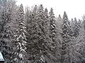 Abieto-Fagetum.jpg