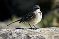 Motacilla capensis 0299 1.JPG