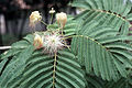 Albizia cvet.jpg