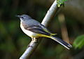 Grey Wagtail 160504W.jpg