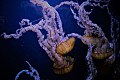 Jellyfish-690472 960 720.jpg