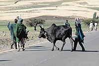Zebu near Gondar.jpg