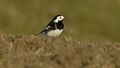 File:Foeragerende rouwkwikstaart-4961928.webm