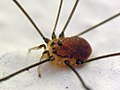 001 Spider.jpg