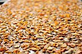 Drying sweet potato.jpg