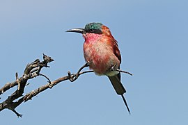 Southern carmine bee-eater (Merops nubicoides).jpg