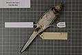 Naturalis Biodiversity Center - RMNH.AVES.122794 2 - Motacilla alba lugens Gloger, 1829 - Motacillidae - bird skin specimen.jpeg