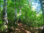Fagus crenata in Mount Sanpokuzure 2008-05-27.jpg