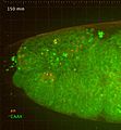 File:5D-imaging-via-light-sheet-microscopy-reveals-cell-dynamics-during-the-eye-antenna-disc-primordium-srep44945-s7.ogv